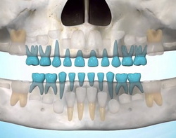 растут ли коренные зубы в течении жизни